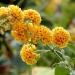 Sadnice - žbunaste vrste: Letnji jorgovan - Buddleja `Golden Glow` 3 GOD, slika2