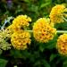 Sadnice - žbunaste vrste: Letnji jorgovan - Buddleja `Golden Glow` 3 GOD, slika3