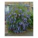 Sadnice - žbunaste vrste: Letnji jorgovan - Buddleja davidii `Nanho Blue` 3GOD, slika2