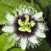 Sadnice - puzavice: Hristov venac - Passiflora edulis, slika2