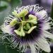 Sadnice - puzavice: Hristov venac - Passiflora edulis, slika3