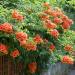 Sadnice - puzavice: Tekoma - Campsis radicans 3 god., slika2