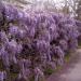 Sadnice - puzavice: Plava kiša - Wisteria sinensis 2 GOD., slika2