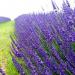 Začini i lekovito bilje: Lavanda - Lavandula angustifolia, slika1