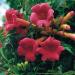 Sadnice - puzavice: Tekoma - Campsis radicans Flamenco 1.god, slika3