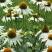 Perene: Ehinacea - Echinacea white swan 2 god, slika1