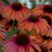 Perene: Ehinacea - Echinacea Red Pearl CRVENA, slika3