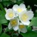 Sadnice - žbunaste vrste: JASMIN 2 god - Philadelphus coronarius, slika2