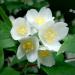 Sadnice - žbunaste vrste: JASMIN 1 god - Philadelphus coronarius, slika1