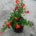 Seme cveća: Patuljasti nar - Punica granatum var SEME, slika2