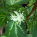 Sadnice - puzavice: Hristov venac šarenolisni - Passiflora trifasciata, slika2