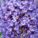 Sadnice - žbunaste vrste: Letnji jorgovan - Buddleja davidii `Nanho Blue` 3GOD, slika1