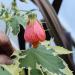 Sadnice - sobne biljke: Abutilon - Souvenir de bonn, slika2