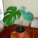 Sadnice - sobne biljke: Filadendron monstera, slika1