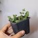 Sadnice - sobne biljke: Peperomia Prostrata / String of Turtles, slika1