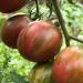 Seme povrća: Black Vernissage paradajz, seme, slika3