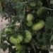 Seme povrća: Costoluto Fiorentino, seme paradajza, slika1