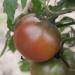 Seme povrća: Black Krim, seme paradajza, slika1