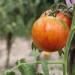 Seme povrća: Tigerella, seme paradajza, slika1