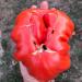 Seme povrća: Sicilian saucer , seme paradajza, slika3
