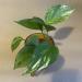 Sadnice - sobne biljke: Golden Pothos - Epipremnum Aureum, slika1