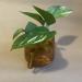 Sadnice - sobne biljke: Golden Pothos - Epipremnum Aureum, slika2