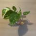 Sadnice - sobne biljke: Golden Pothos - Epipremnum Aureum, slika3