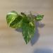 Sadnice - sobne biljke: Golden Pothos - Epipremnum Aureum, slika4