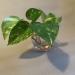 Sadnice - sobne biljke: Golden Pothos - Epipremnum Aureum, slika5