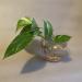 Sadnice - sobne biljke: Golden Pothos - Epipremnum Aureum, slika6