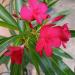 Sadnice - sobne biljke: OLEANDER  - SADNICA , slika4