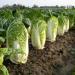 Seme povrća: KINESKI KUPUS (Brassica pekinensis) - 50 SEMENA, slika3