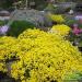 Seme cveća: ŽUTI ALISUM(Alyssum saxatile) - 80SEMENA, slika1