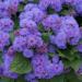 Seme cveća: GORUĆA LJUBAV (Ageratum houstonianum) - 100+ semena, slika1