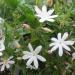 Sadnice - sobne biljke: SOBNI JASMIN (JASMINUM MULTIPARTITUM) -  BILJKA, slika3