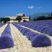 Seme žbunastih vrsta: LAVANDA (Lavandula spicata) - 50 semena, slika3