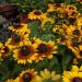 Seme cveća: RUDBEKIJA (RUDBECKIA HIRTA) - 100 SEMENA , slika3