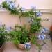 Sadnice - sobne biljke: PLAVI JASMIN (Plumbago auriculata)  BILJKA, slika2