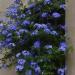 Sadnice - sobne biljke: PLAVI JASMIN (Plumbago auriculata)  BILJKA, slika3