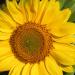 Seme cveća:  UKRASNI BAŠTENSKI SUNCOKRET - 15 SEMENA , slika3