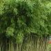 Sadnice - drveće: Bambus aurea - Raste do 8m, slika2
