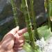 Sadnice - drveće: Bambus aurea - Raste do 8m, slika4