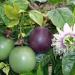 Seme voća: Passiflora edulis (seme) Marakuja, slika2
