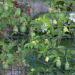 Seme voća: Passiflora edulis (seme) Marakuja, slika3