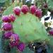 Kaktusi: Opuntia kaktus - Opuncija Indijska smokva (seme), slika2