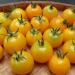 Seme povrća: Cherry zuti paradajz (seme) heirloom, slika2