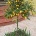Seme voća: Kumkvat - Fortunella margarita (seme), slika1