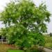 Seme drveća: Sophora japonica - Sofora (seme), slika3