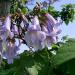 Seme drveća: Paulownia tomentosa - Paulovnija 1000 semenki!!!, slika1