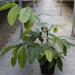 Seme voća: Psidium guajava - Guava (seme), slika3
